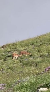 Горные козлы на склоне горы Хуступ в Араратской области, фото Никола Пашиняна