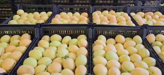 Армянские абрикосы из Арарата выходят на рынок ЕС: экспорт в Польшу через новый маршрут
