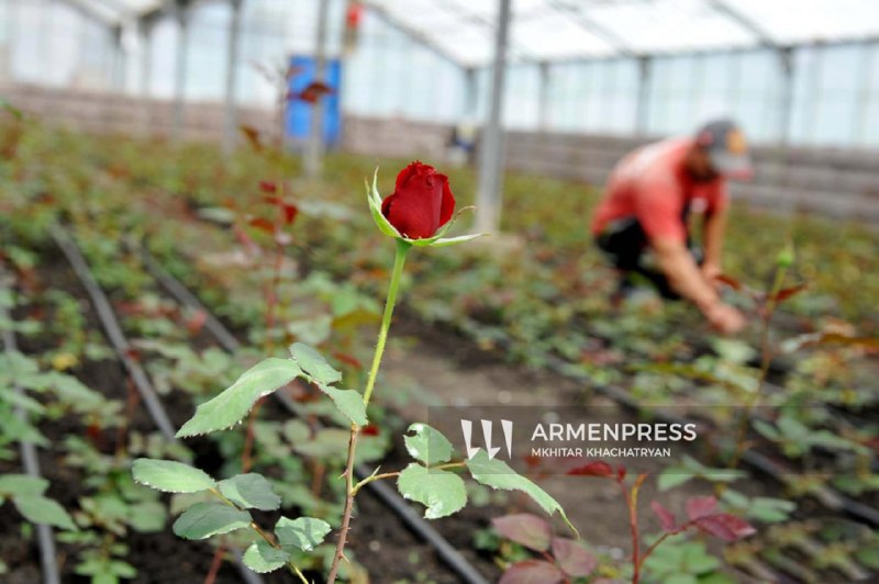 Нидерланды открывают крупнейший цветочный рынок Royal Flora Holland для армянских производителей, поддерживая выборы в Масисе