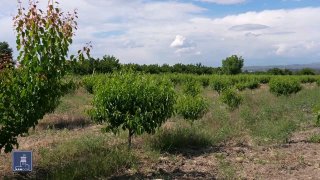 Фермеры Масиса получили доступ к кредитам под 0% по новой госпрограмме